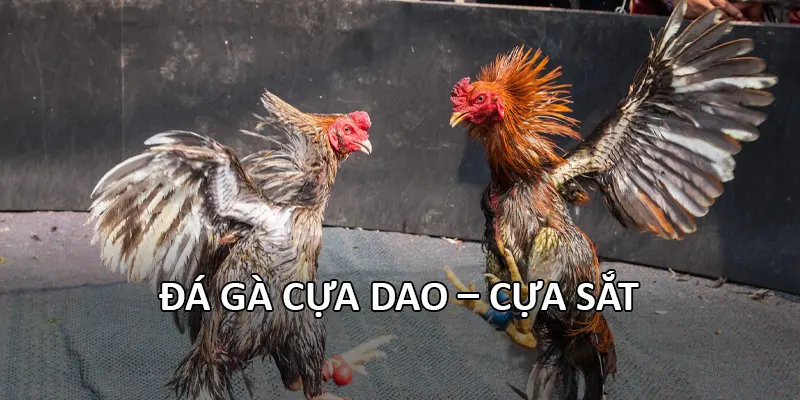 Đá Gà 3 da ga cua dao cua sat