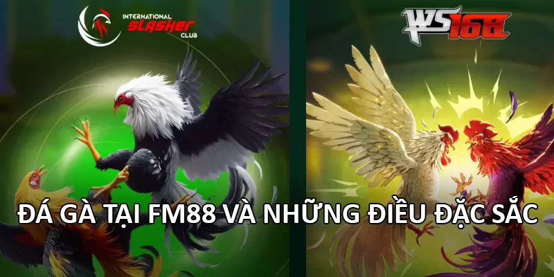 Đá Gà 1 Đá gà tại FM88 và những điều đặc sắc