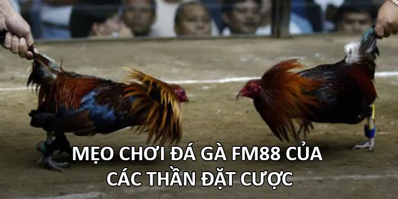 Đá Gà 4 Mẹo chơi đá gà FM88 của các thần đặt cược
